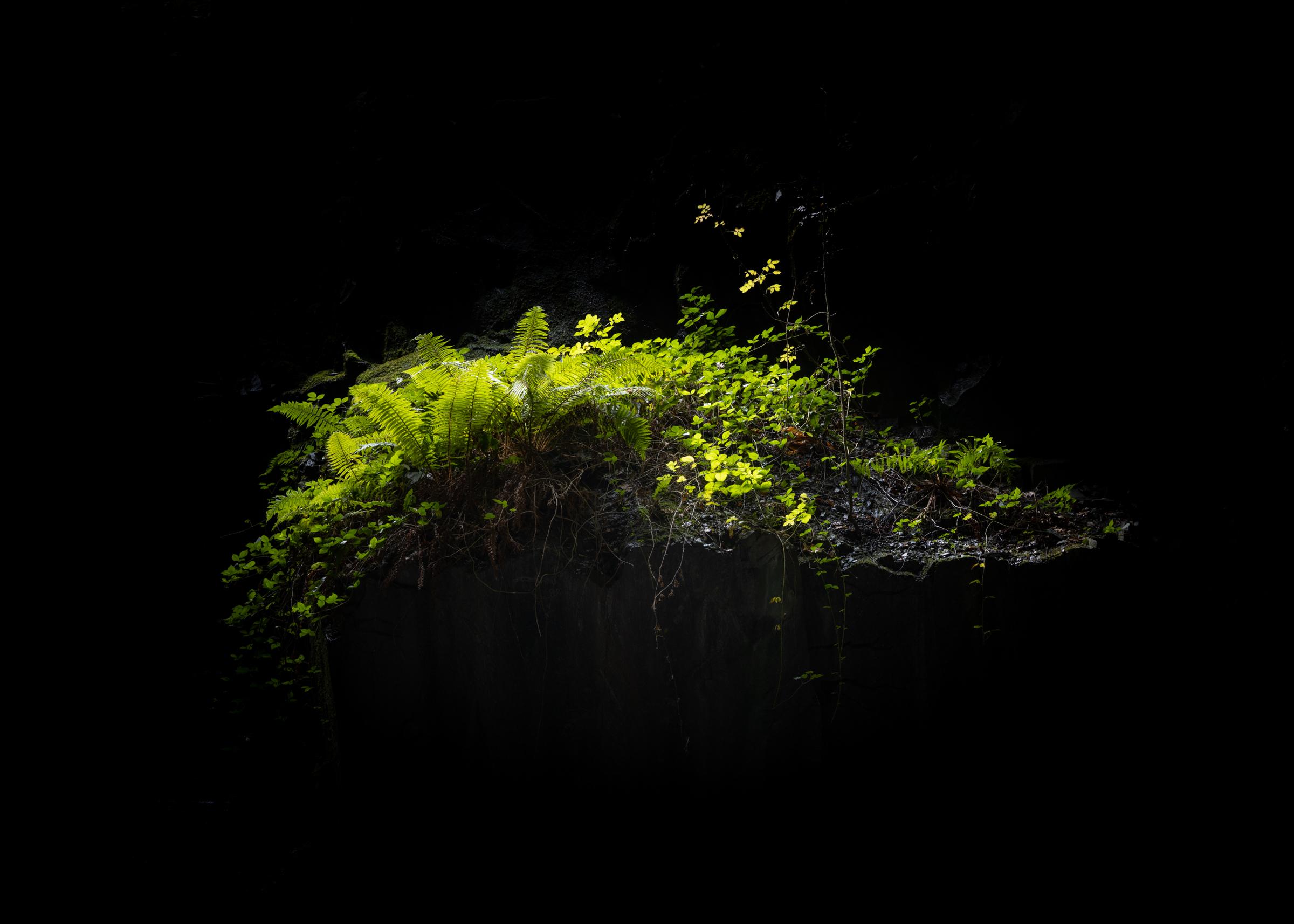 I've often admired these ferns and plants clinging to life on a ledge here or there, and on this occasion, the light illuminated them perfectly in contrast to the darkness around and the greyness of the slate shelf upon which they clung.
