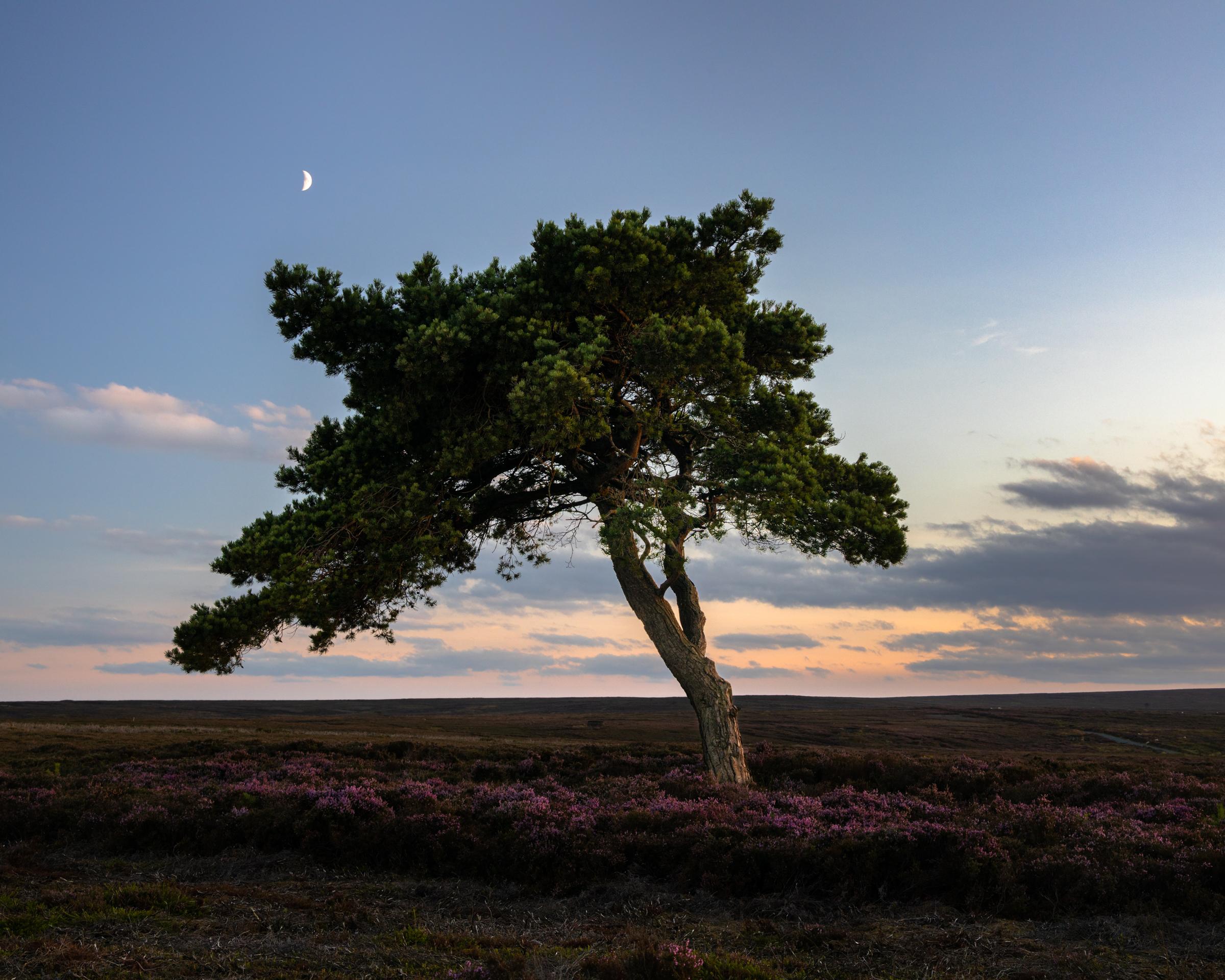 The lone tree at Egton stands prominently on the moor surrounded by a sea of heather