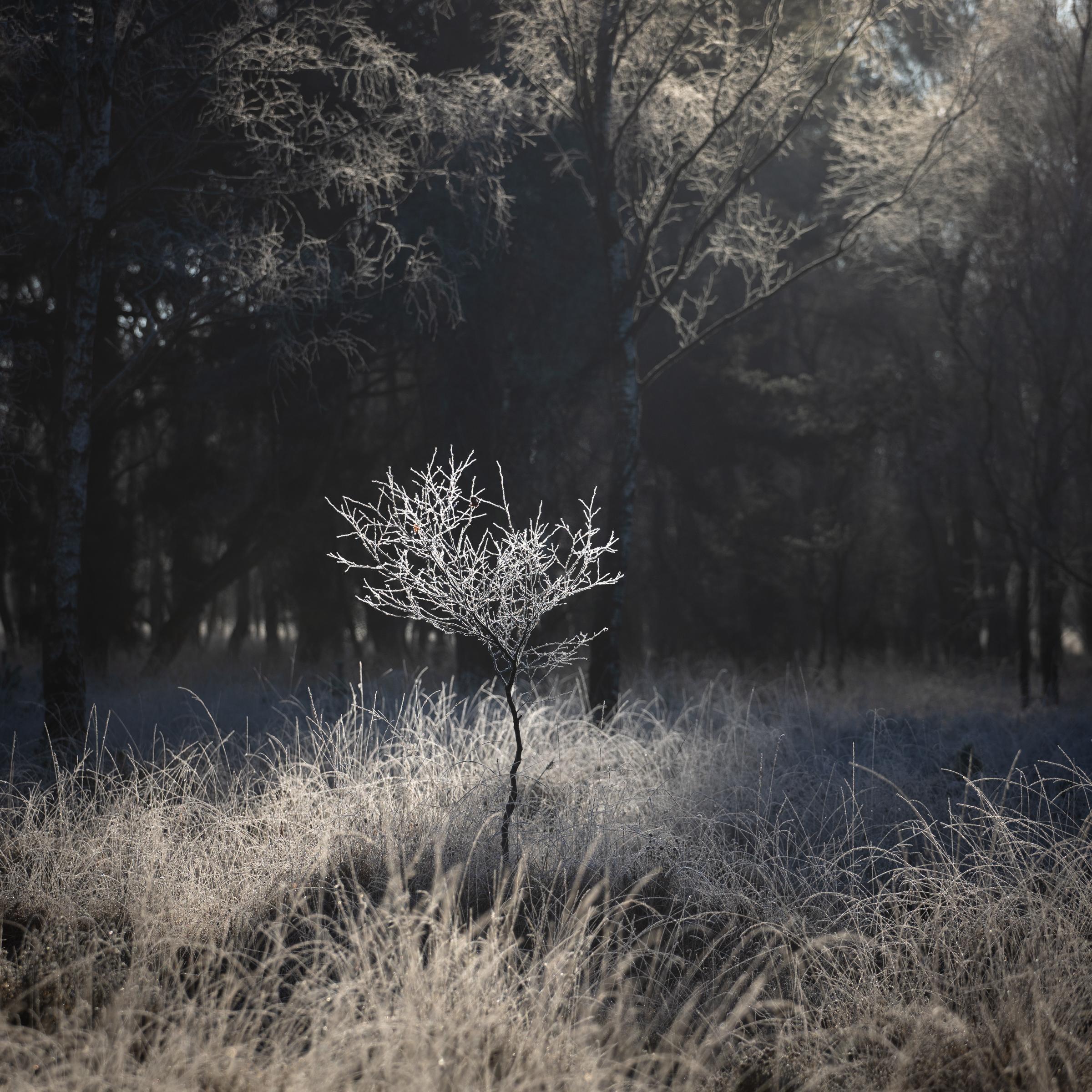 Through a gap in the canopy of the surrounding trees, the light was accentuating the hoar frost on this little sapling on a very cold winter morning