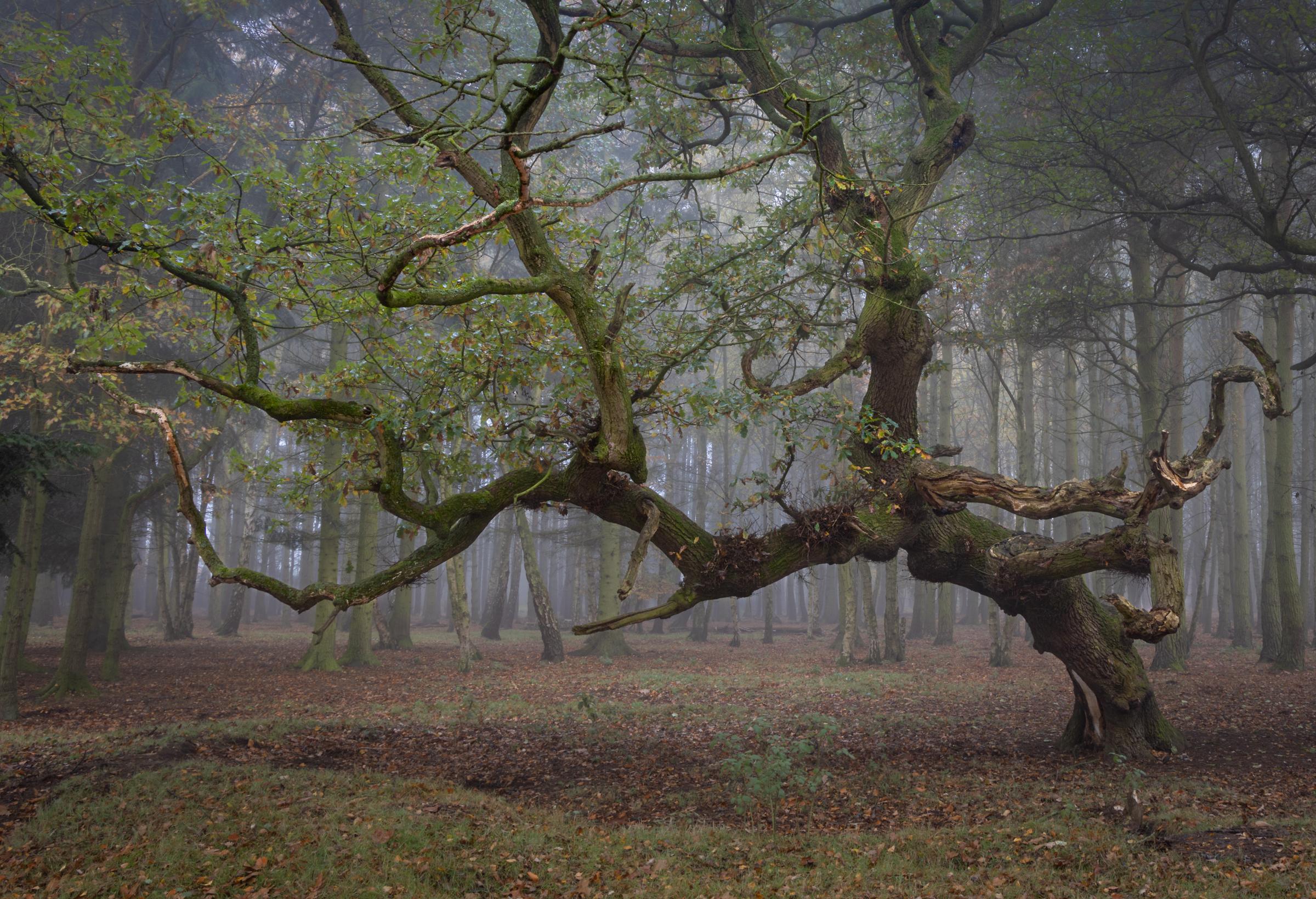 A gnarled and twisted oak amongst the trees