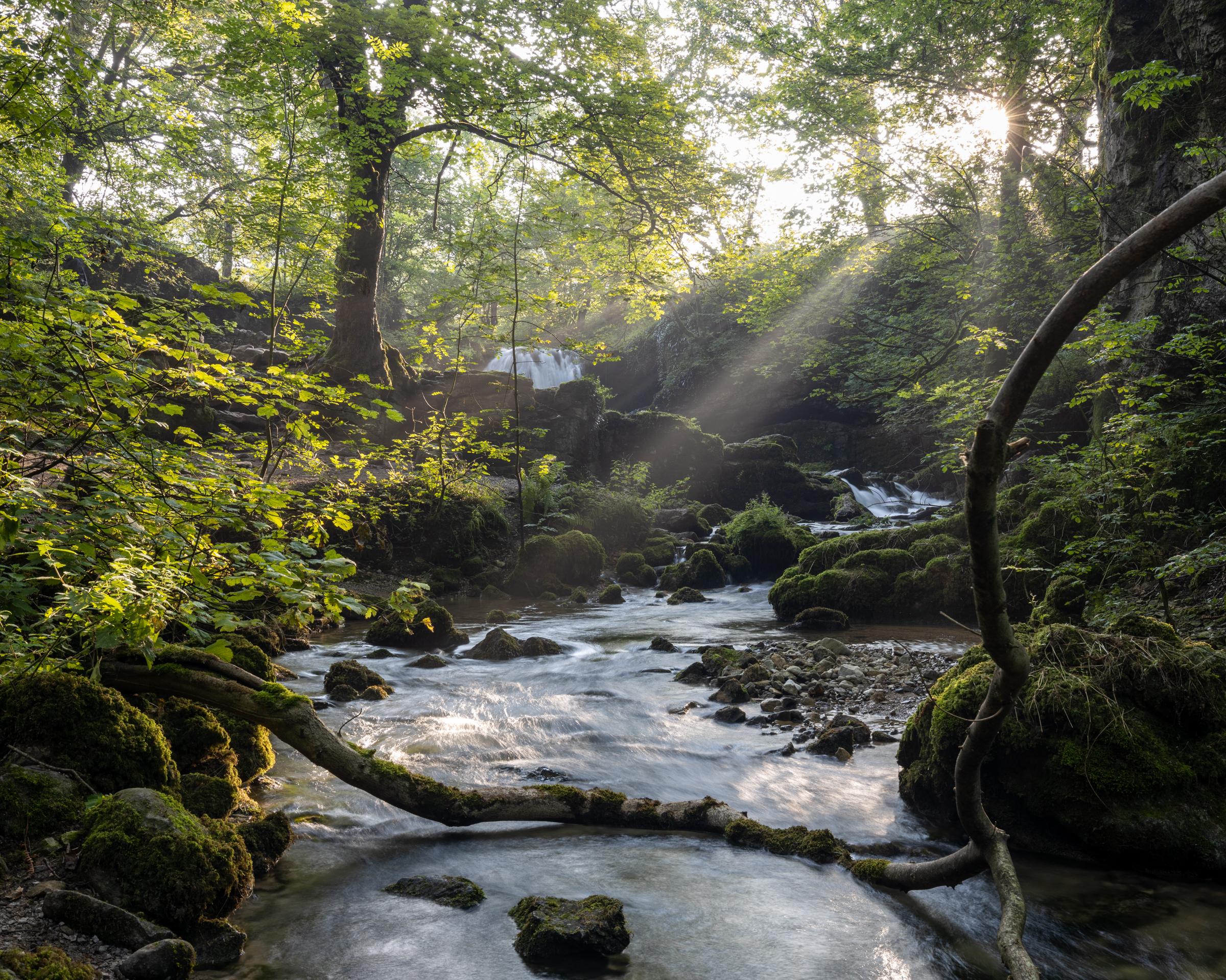 Early morning in August as the sun comes round behind the waterfall, the sunlight punched through the undergrowth to illuminate the shallow gorge that starts at Janets Foss and runs down to Malham.