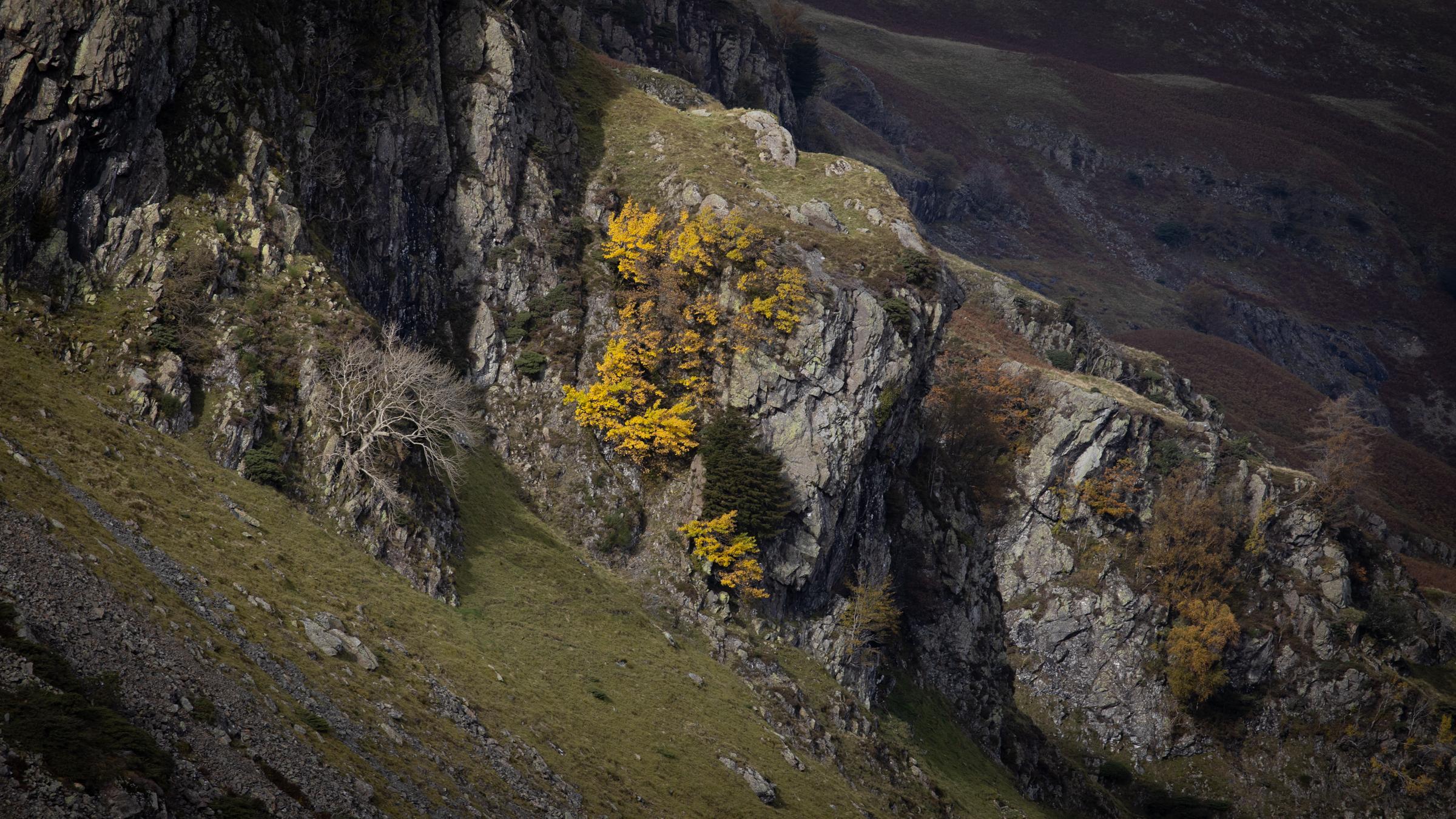 A splash of Autumnal yellow on a rocky outcrop near Raven Crag