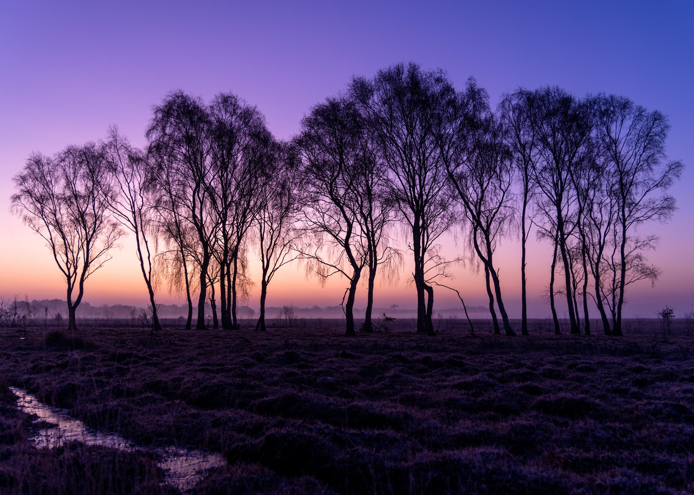 A freezing cold misty winters morning at Strensall Common, this stand of Silver Birch stood to attention as the sky erupted with beautiful lilacs and purples.