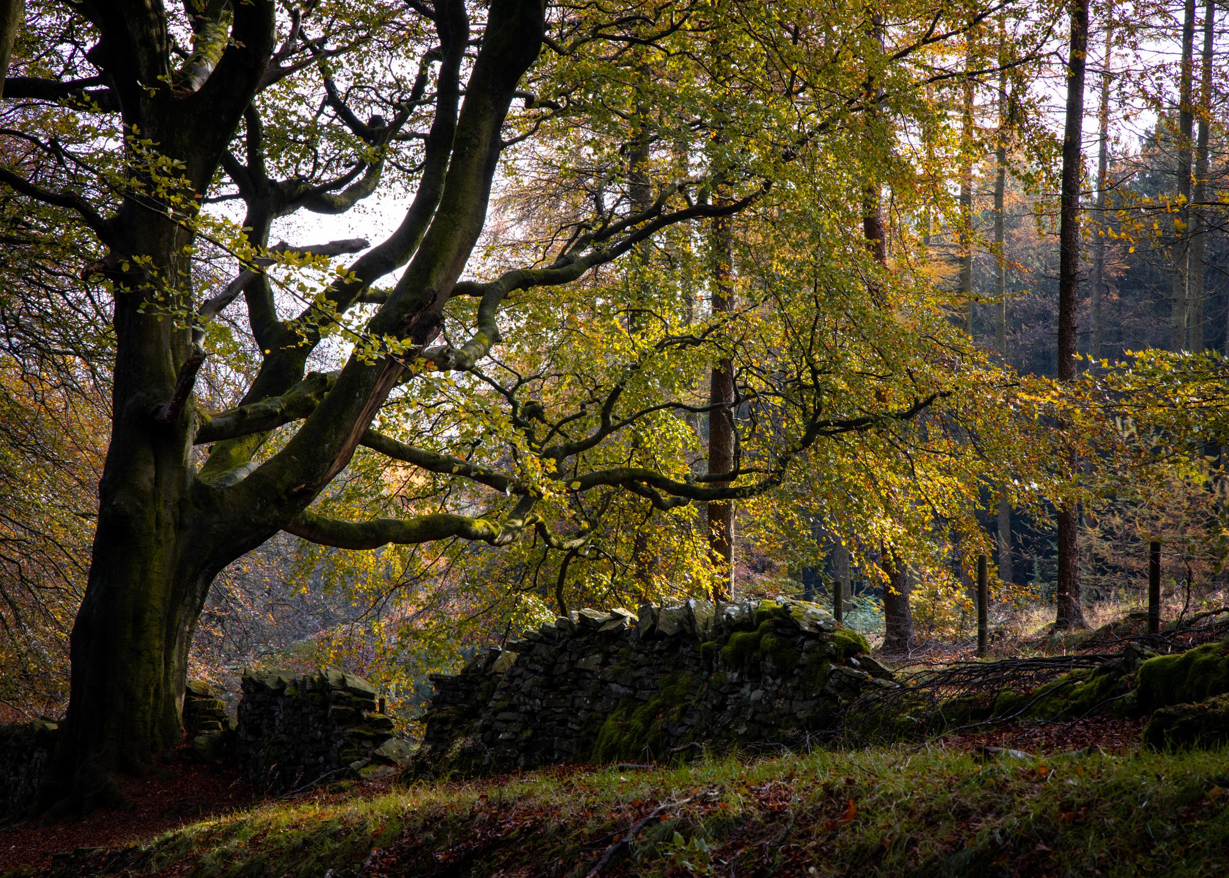 An aged beech tree in autumnal colours and a dilapidated a mossy wall.