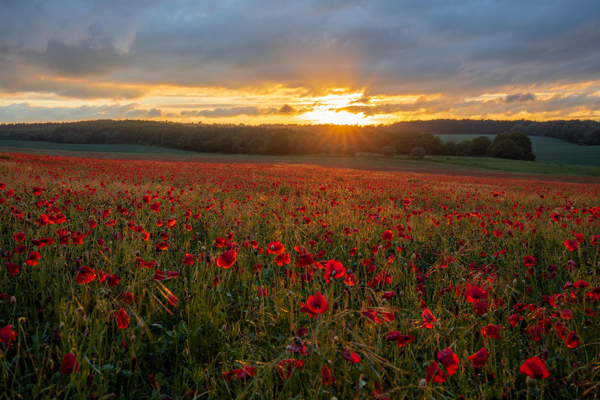 A chance discovery of a thick carpet of poppies on a stormy summers evening as the sun dropped through a gap to backlight the petals in a rich red.