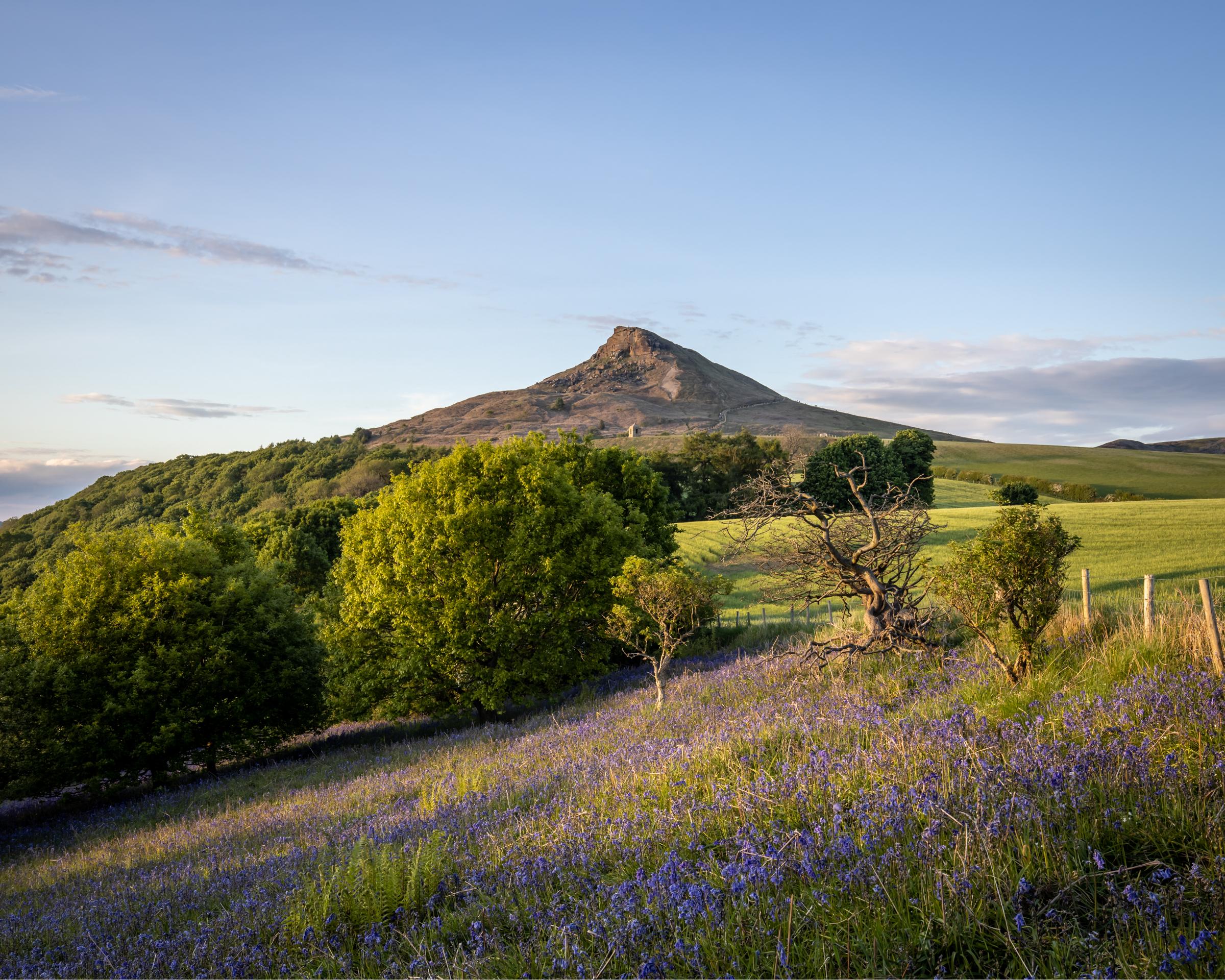 Classic view of Roseberry Topping from Netwon Wood in late spring with bluebells