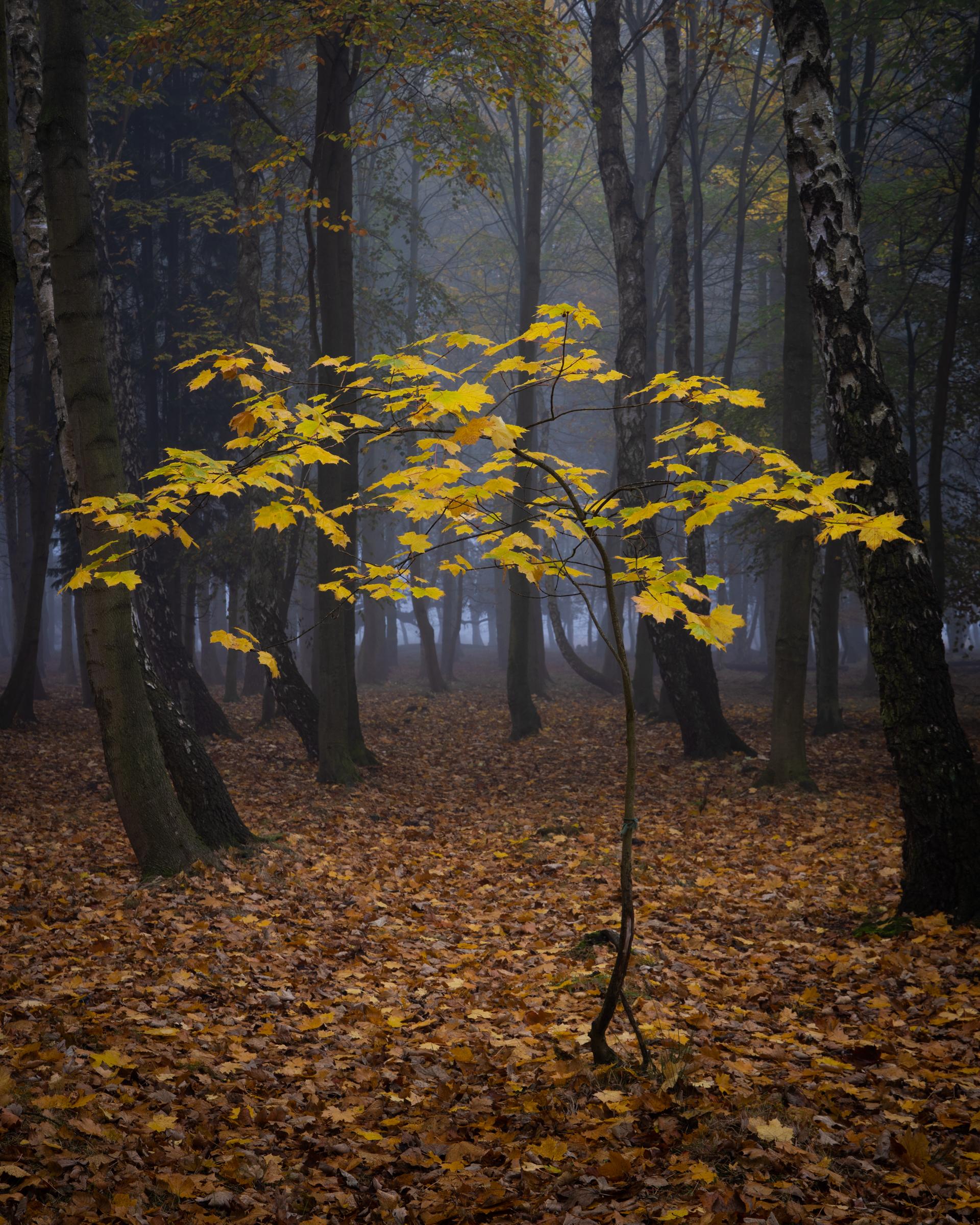 I passed through a stretch of denser wood and was looking for a splash of colour that was down at eye level. I noticed this sapling quite delicately growing in a small clearing allowing a little bit of light down through the canopy to warm it up and make it stand out against the foggy cool tones in the background.⁠