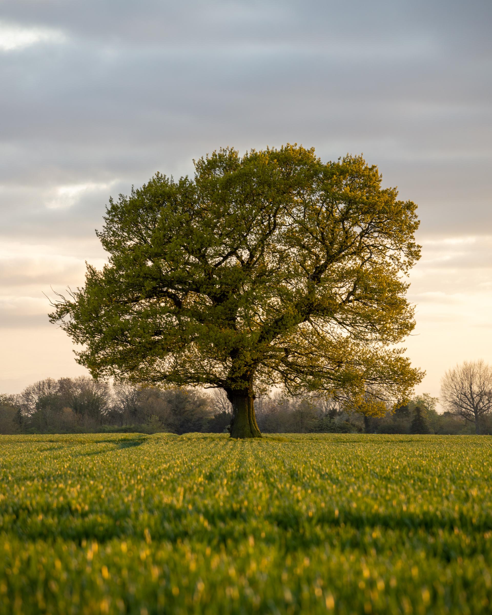 Solitary oak basking in the evening sun