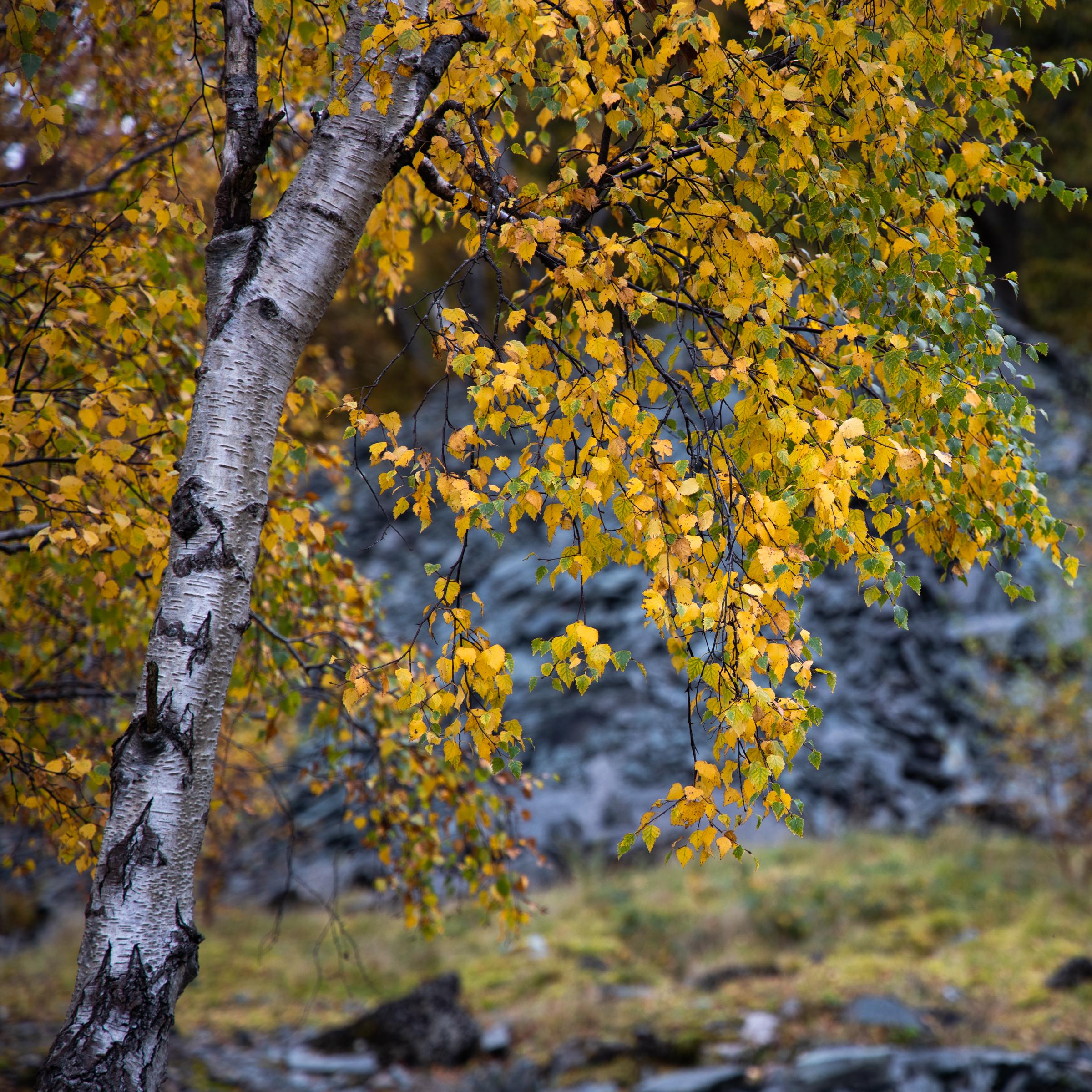 The silver birches are so beautiful at this time of the year as the golden touch of autumn spreads out across their limbs.