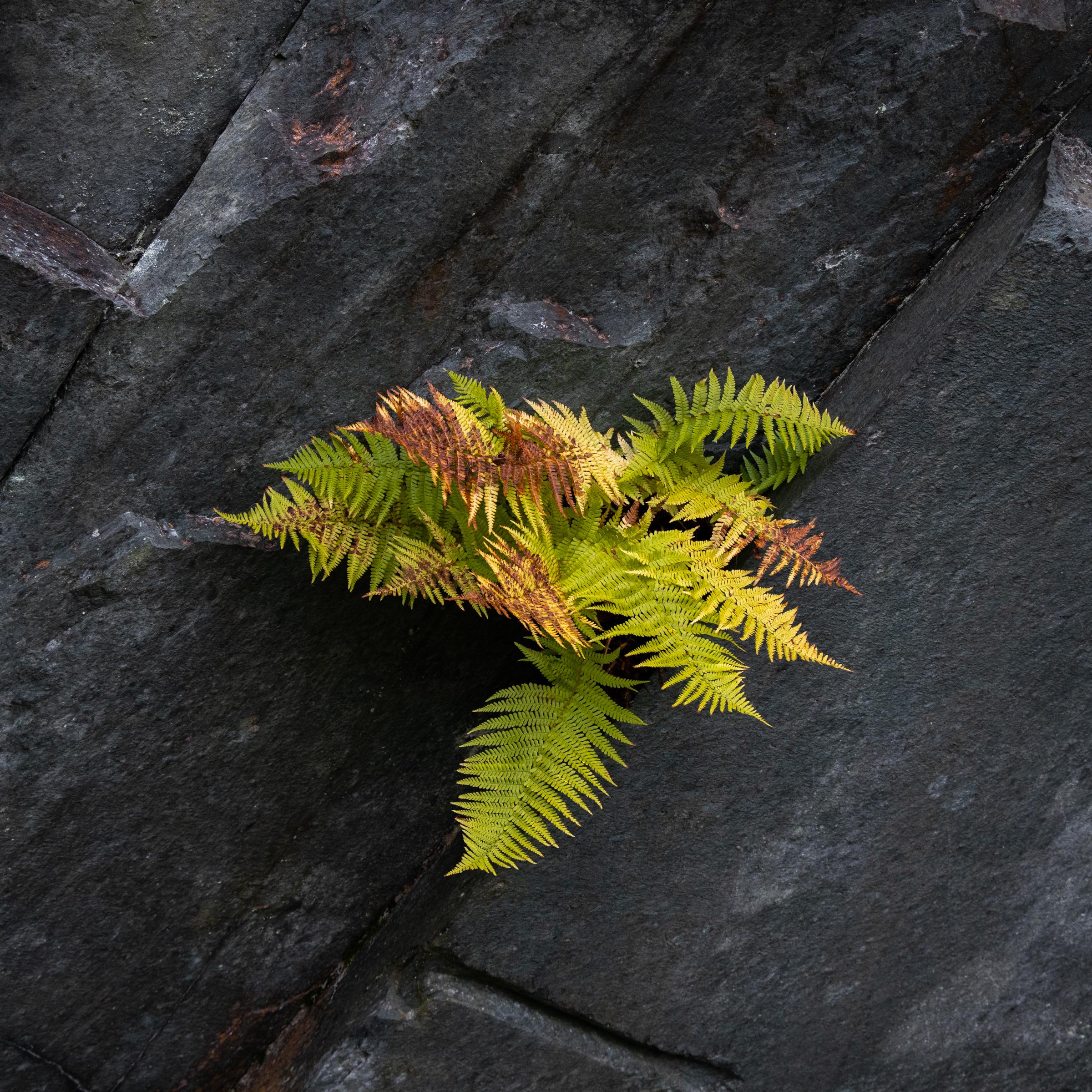 A fern growing out of a slate slab in Borrowdale in its autumnal garb.