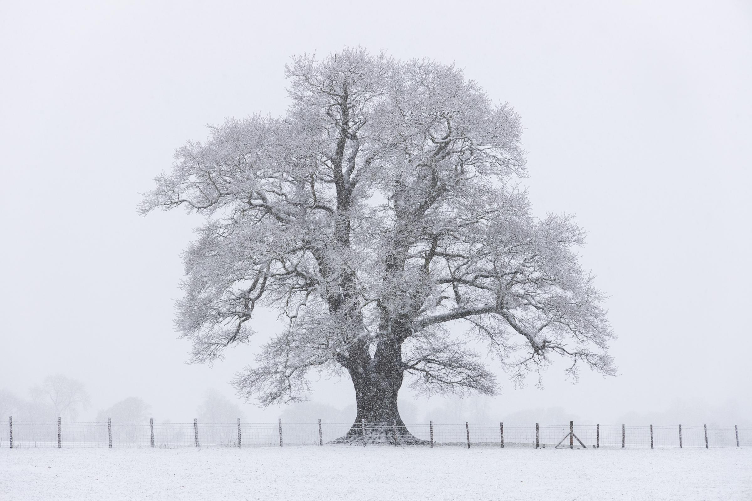 A favourite tree of mine standing strong in the midst of a snow storm