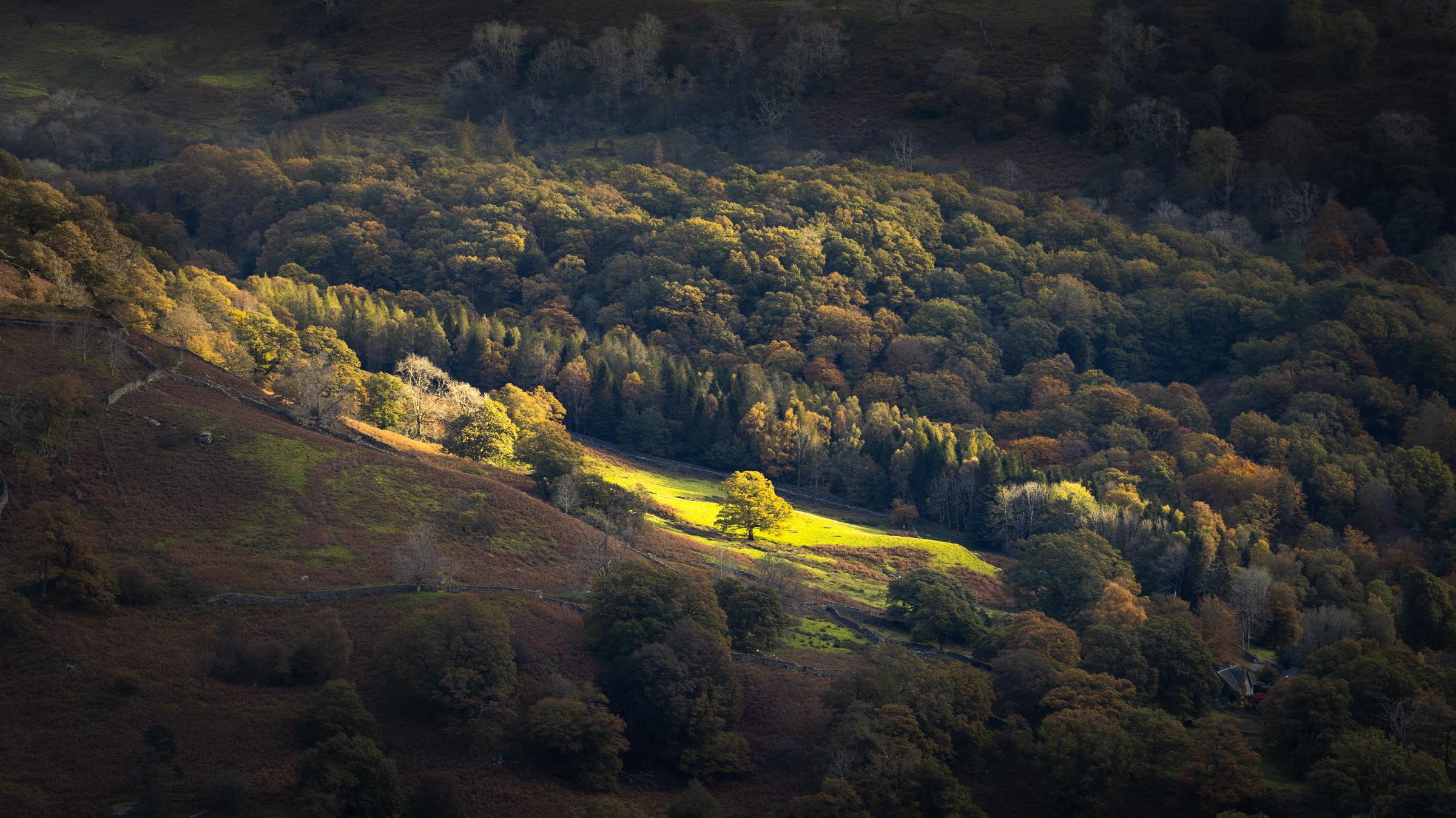 After a lacklustre sunrise up on Loughrigg, the sun started to finally breakthrough small gaps in the clouds and tracked across the hillside picking up interesting details.  In one of those moments, the light hit a lone tree with softer light accentuating the surrounding woodland.