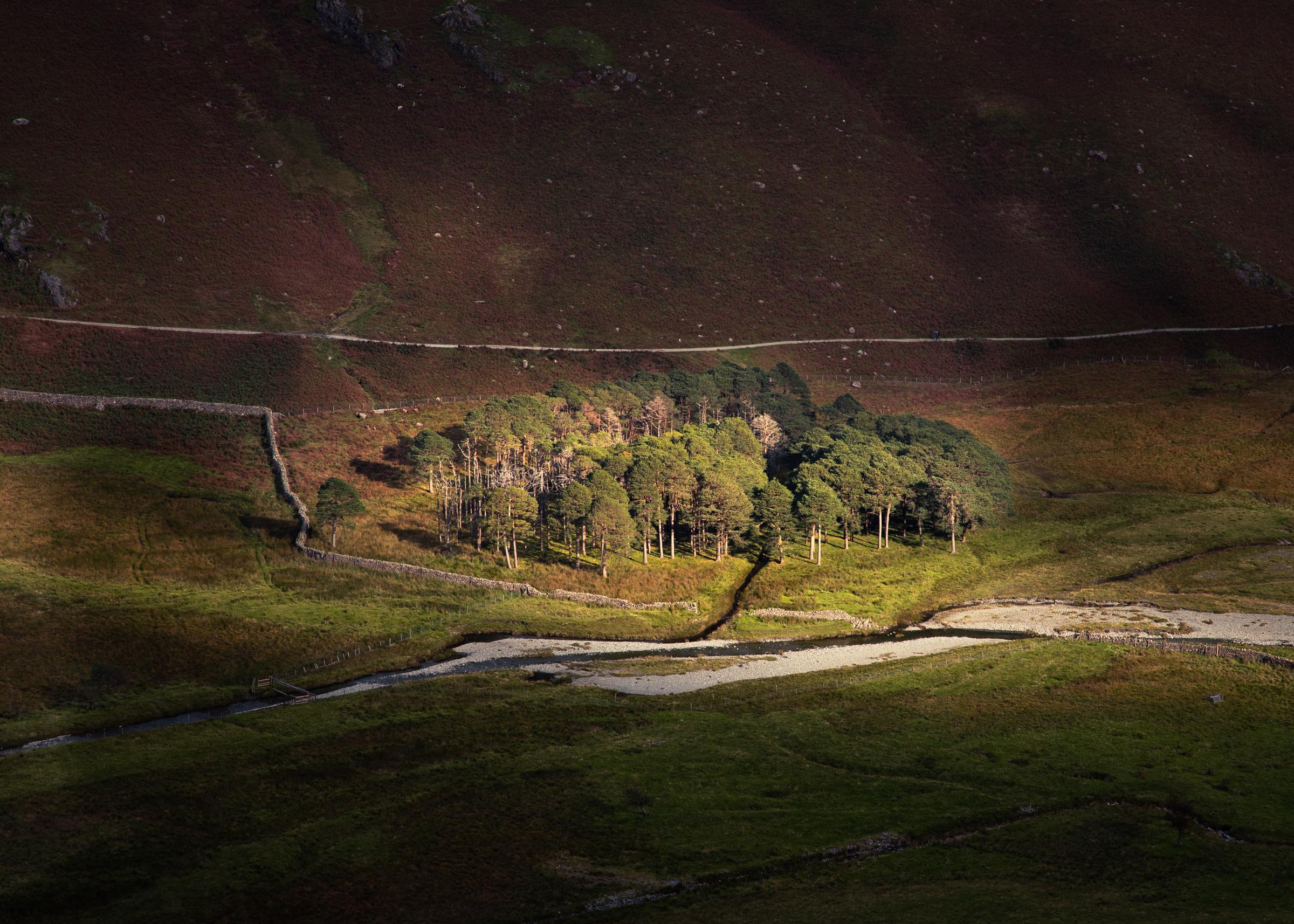 A fleeting moment of light breaking through Scarth Gap illuminated the small grove of trees in Warnscale Bottom