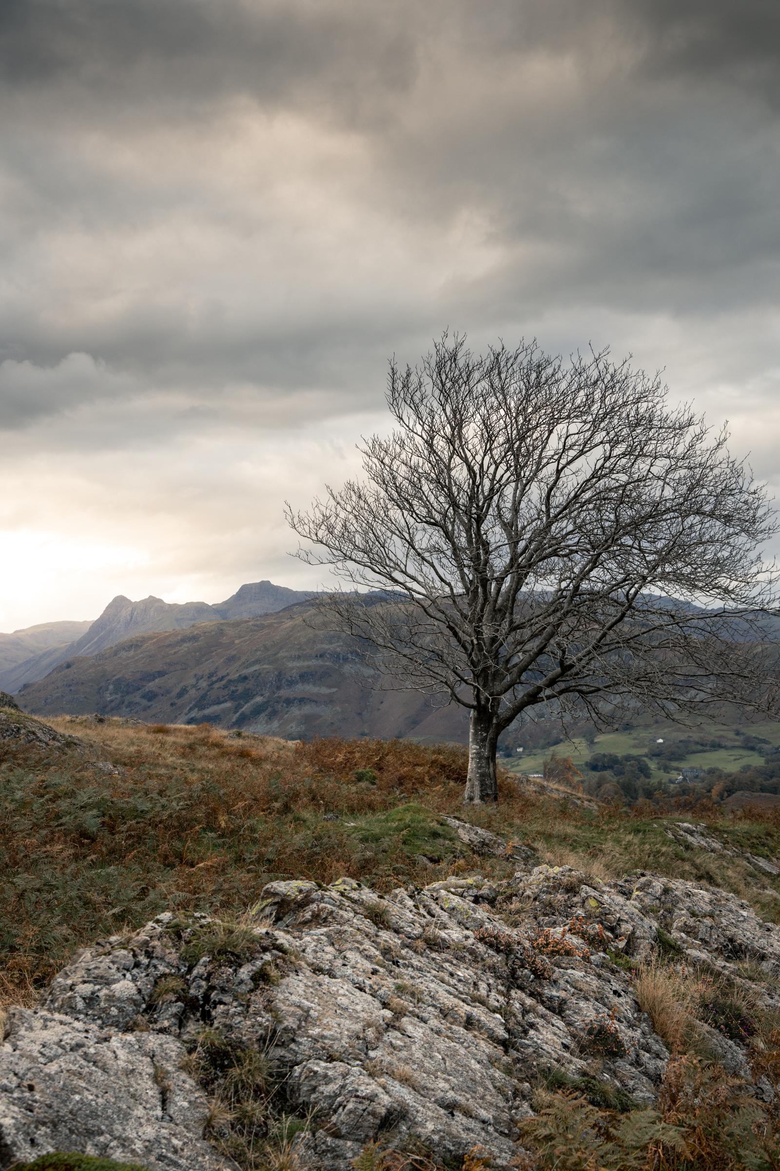 From Holme Fell, a wind swept tree with the Langdale Pikes in the distance.